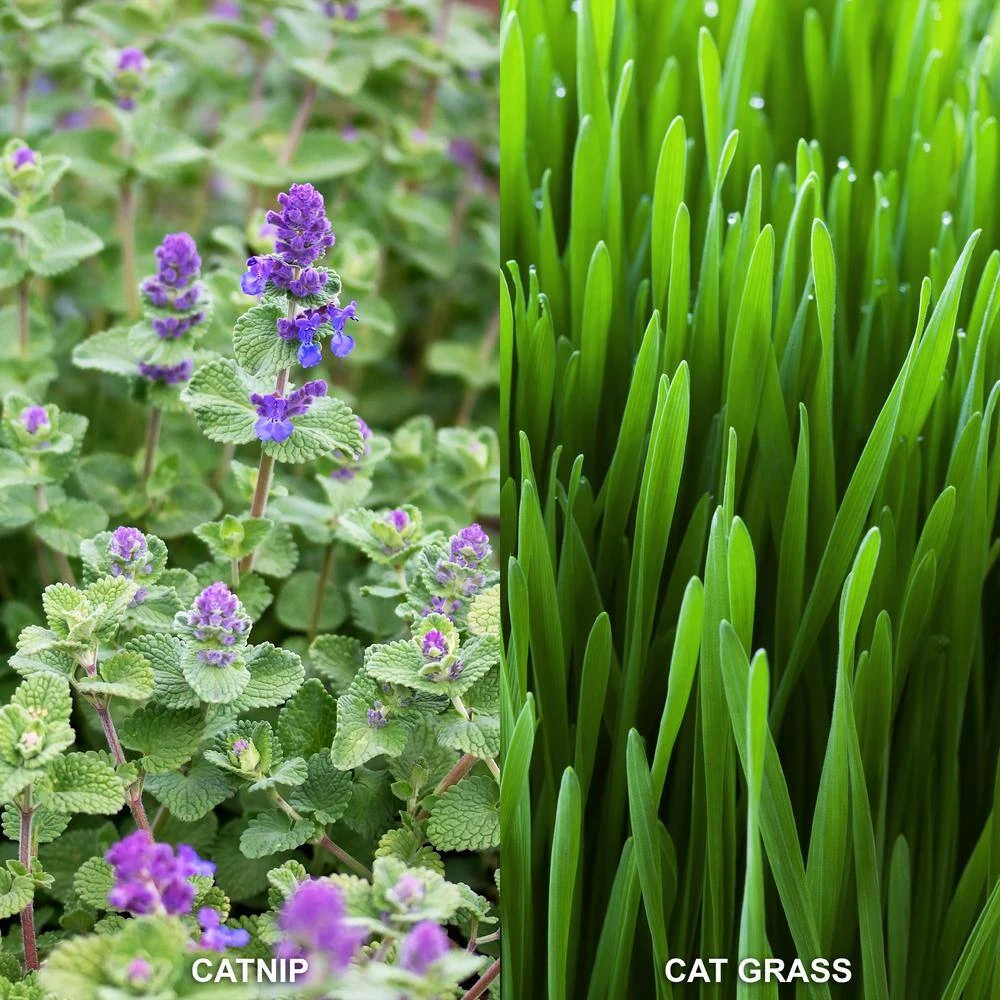 Herb Garden Kit With Aged Zinc Metal Planter (Cat Grass And Cat Nip) (2-Pack) 5 Herb Garden Kit With Aged Zinc Metal Planter (Cat Grass And Cat Nip) (2-Pack) - Image 3