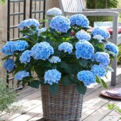 Hydrangea Nikko Blue, Live Bare Root Flowering Shrub (Bag Of 1) -Garden State Bulb garden state bulb shrubs hedges ecs 23 01 01 31 1000