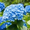 Hydrangea Nikko Blue, Live Bare Root Flowering Shrub (Bag Of 1) -Garden State Bulb garden state bulb shrubs hedges ecs 23 01 01 64 1000