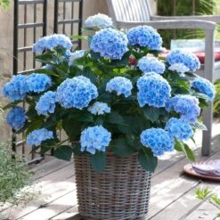 Hydrangea Nikko Blue, Live Bare Root Flowering Shrub (Bag Of 2) 17 Hydrangea Nikko Blue, Live Bare Root Flowering Shrub (Bag Of 2) -Garden State Bulb garden state bulb shrubs hedges ecs 23 02 02 31 1000