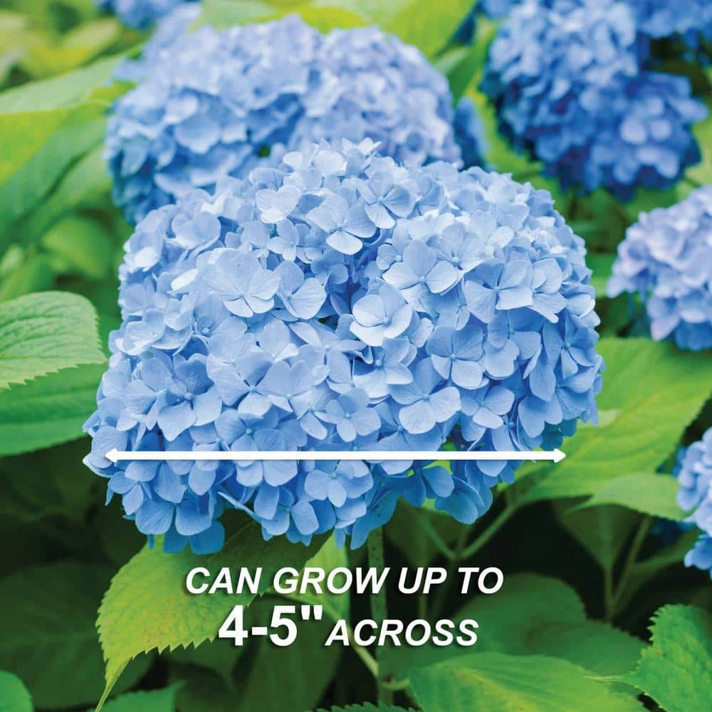 Hydrangea Nikko Blue, Live Bare Root Flowering Shrub (Bag Of 2) 7 Hydrangea Nikko Blue, Live Bare Root Flowering Shrub (Bag Of 2) - Image 5