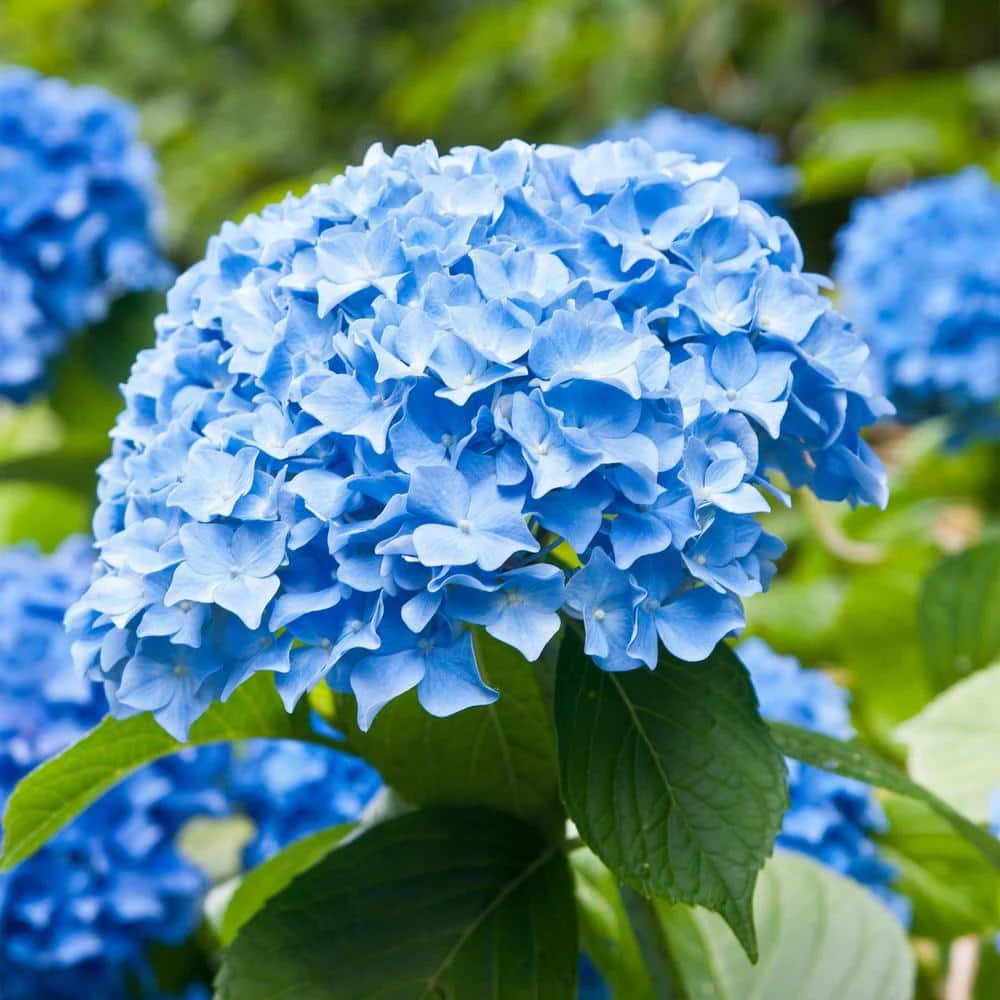Hydrangea Nikko Blue, Live Bare Root Flowering Shrub (Bag Of 2) 3 Hydrangea Nikko Blue, Live Bare Root Flowering Shrub (Bag Of 2)