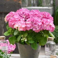 Hydrangea Pink Beauty Live Bare Root Shrub (Bag Of 1) -Garden State Bulb garden state bulb shrubs hedges ecs 24 01 01 31 1000