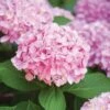 Hydrangea Pink Beauty Live Bare Root Shrub (Bag Of 1) 2 Hydrangea Pink Beauty Live Bare Root Shrub (Bag Of 1) -Garden State Bulb garden state bulb shrubs hedges ecs 24 01 01 64 1000