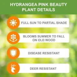Hydrangea Pink Beauty, Live Bare Root Shrub (Bag Of 2) -Garden State Bulb garden state bulb shrubs hedges ecs 24 02 02 1f 1000