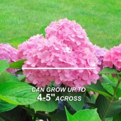 Hydrangea Pink Beauty, Live Bare Root Shrub (Bag Of 2) -Garden State Bulb garden state bulb shrubs hedges ecs 24 02 02 44 1000
