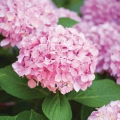 Garden State Bulb 17 Hydrangea Pink Beauty, Live Bare Root Shrub (Bag Of 2)