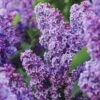 Common Purple Lilac Live Bare Root (Bag Of 1) -Garden State Bulb garden state bulb shrubs hedges ecs 25 01 01 64 1000