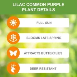 Common Purple Lilac Live Bare Root (Bag Of 2) 12 Common Purple Lilac Live Bare Root (Bag Of 2) -Garden State Bulb garden state bulb shrubs hedges ecs 25 02 02 1f 1000