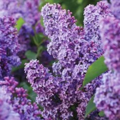Garden State Bulb 25 Common Purple Lilac Live Bare Root (Bag Of 2)