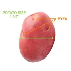 Red Norland Seed Potatoes For Planting (5 Lbs. Bag) 11 Red Norland Seed Potatoes For Planting (5 Lbs. Bag) -Garden State Bulb garden state bulb vegetables ecs 27 05 01 4f 1000