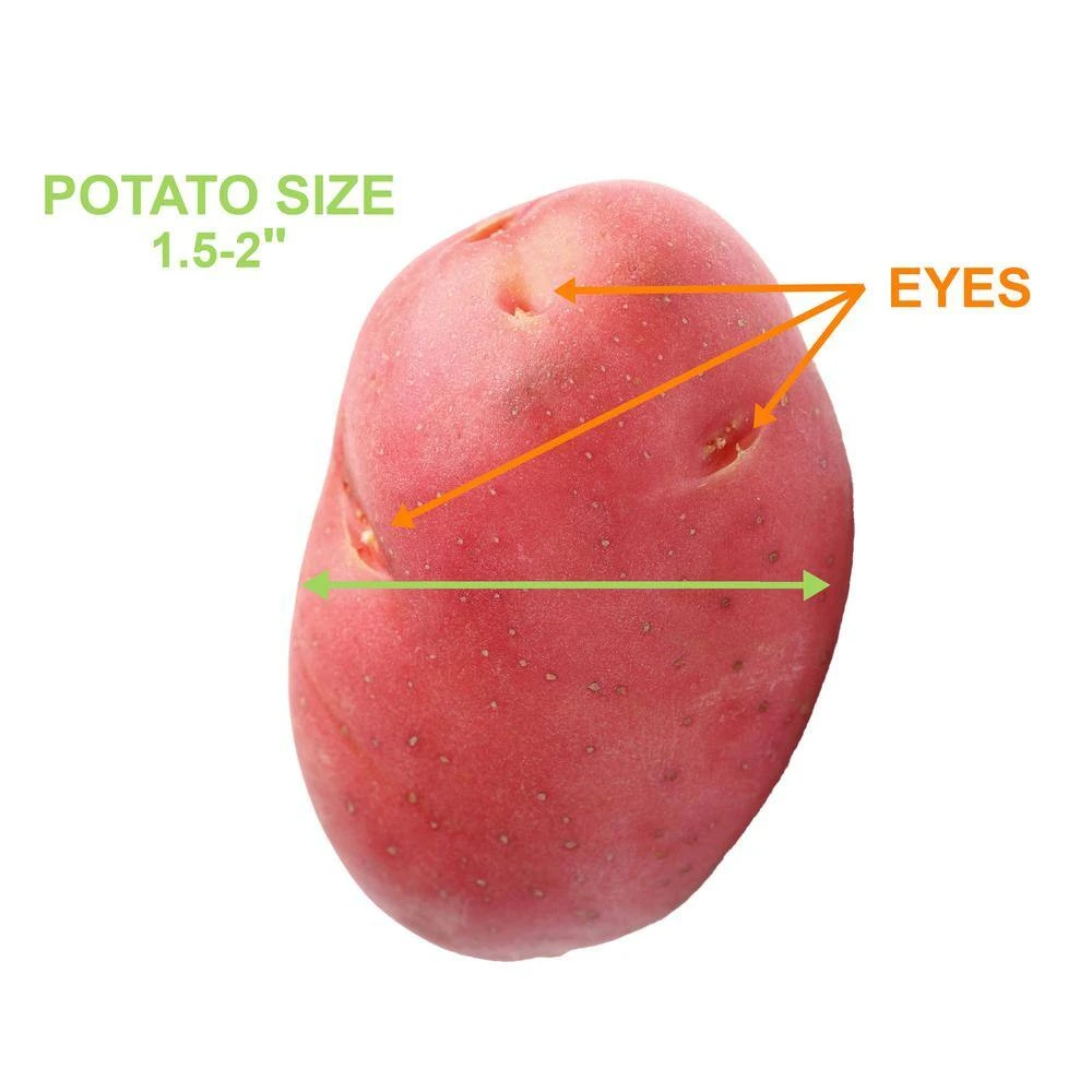 Red Norland Seed Potatoes For Planting (5 Lbs. Bag) 5 Red Norland Seed Potatoes For Planting (5 Lbs. Bag) - Image 3