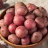 Red Norland Seed Potatoes For Planting (5 Lbs. Bag) 1 Red Norland Seed Potatoes For Planting (5 Lbs. Bag) -Garden State Bulb garden state bulb vegetables ecs 27 05 01 64 1000