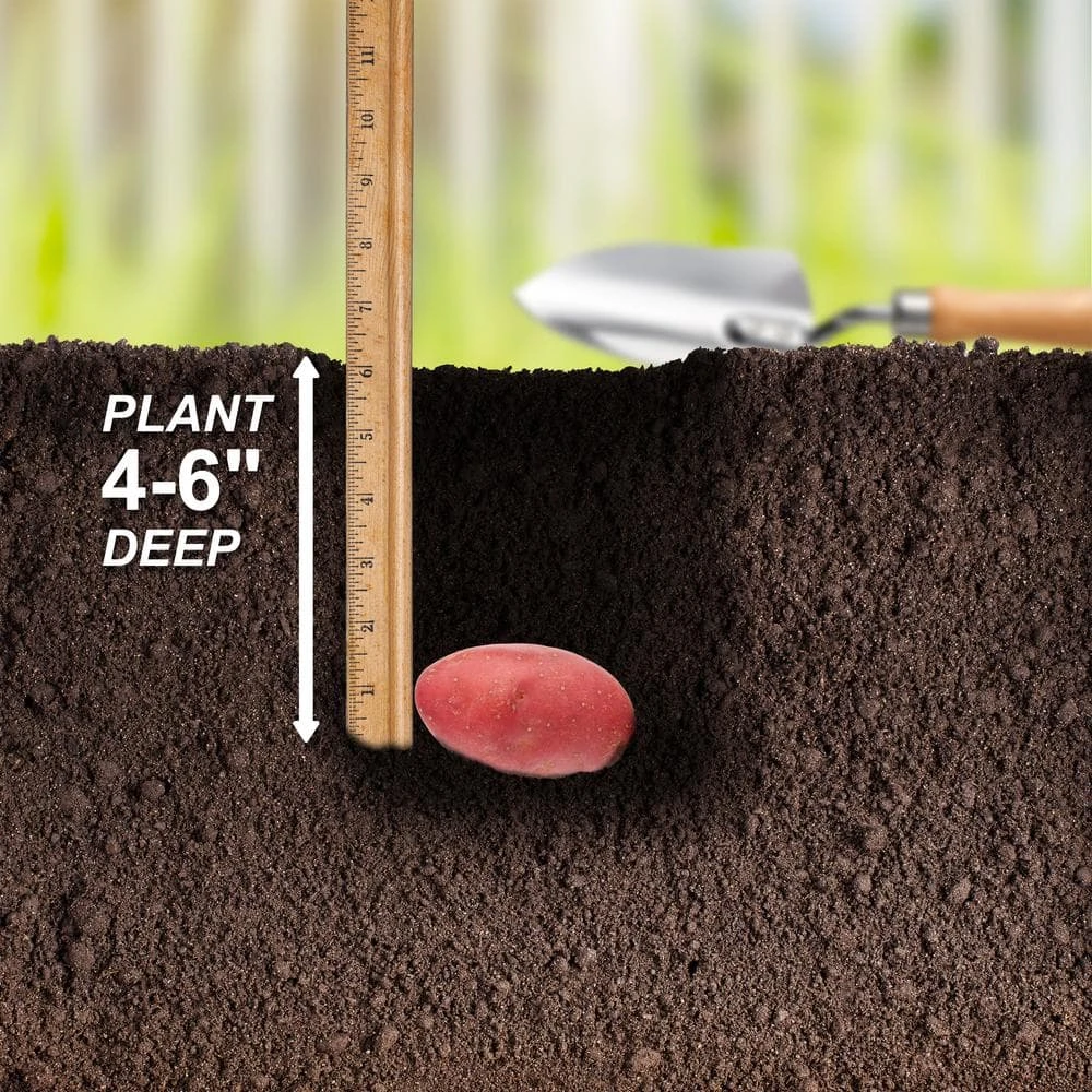 Red Norland Seed Potatoes For Planting (5 Lbs. Bag) 8 Red Norland Seed Potatoes For Planting (5 Lbs. Bag) - Image 6