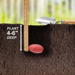 Red Norland Seed Potatoes For Planting (10 Lbs. Bag) -Garden State Bulb garden state bulb vegetables ecs 27 10 02 fa 1000