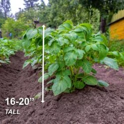 Yukon Gold Seed Potatoes For Planting (10 Lbs. Bag) -Garden State Bulb garden state bulb vegetables ecs 28 10 02 44 1000