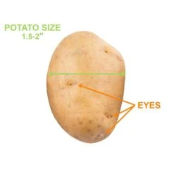 Yukon Gold Seed Potatoes For Planting (10 Lbs. Bag) -Garden State Bulb garden state bulb vegetables ecs 28 10 02 4f 1000