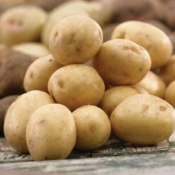 Yukon Gold Seed Potatoes For Planting (10 Lbs. Bag)