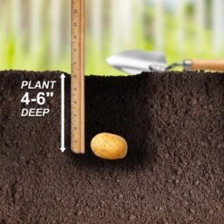 Yukon Gold Seed Potatoes For Planting (10 Lbs. Bag) -Garden State Bulb garden state bulb vegetables ecs 28 10 02 fa 1000