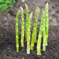 1-Year, Asparagus Mary Washington, Live Bare Root Plant (Bag Of 10) -Garden State Bulb garden state bulb vegetables ecs 29 10 01 44 1000