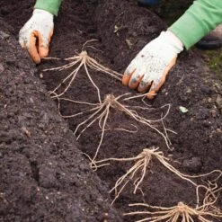 1-Year, Asparagus Mary Washington, Live Bare Root Plant (Bag Of 10) -Garden State Bulb garden state bulb vegetables ecs 29 10 01 fa 1000