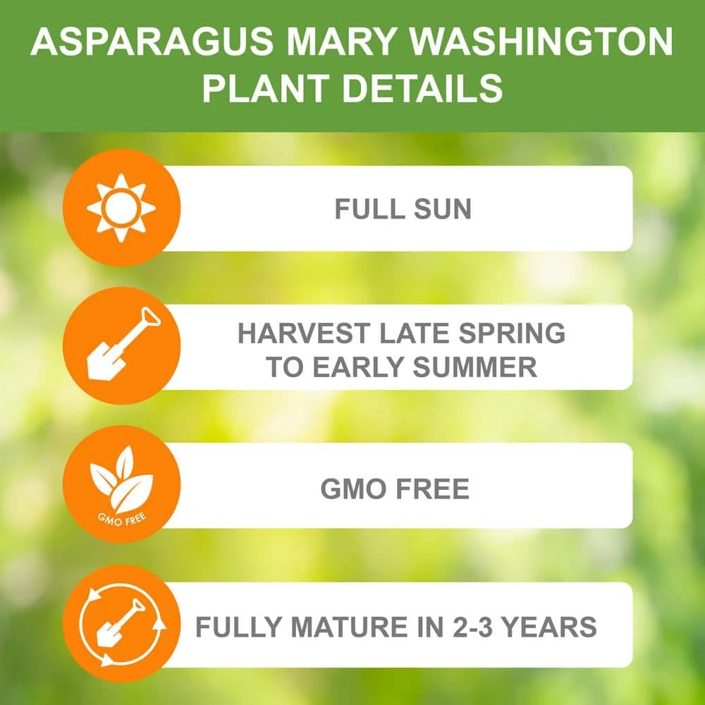 1-Year, Asparagus Mary Washington, Live Bare Root Plant (Bag Of 20) 5 1-Year, Asparagus Mary Washington, Live Bare Root Plant (Bag Of 20) - Image 4