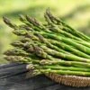 1-Year, Asparagus Mary Washington, Live Bare Root Plant (Bag Of 20) 1 1-Year, Asparagus Mary Washington, Live Bare Root Plant (Bag Of 20) -Garden State Bulb garden state bulb vegetables ecs 29 20 02 64 1000