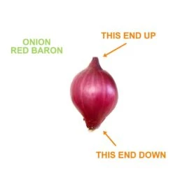 10/25mm, Red Baron Onion Sets For Planting (1 Lbs. Bag) -Garden State Bulb garden state bulb vegetables ecs 30 01 01 4f 1000