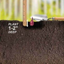 10/25mm, Red Baron Onion Sets For Planting (1 Lbs. Bag) -Garden State Bulb garden state bulb vegetables ecs 30 01 01 fa 1000