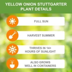 10/25mm, Yellow Stuttgarter Onion Sets For Planting (1 Lbs. Bag) -Garden State Bulb garden state bulb vegetables ecs 31 01 01 1f 1000