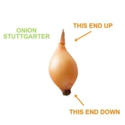 10/25mm, Yellow Stuttgarter Onion Sets For Planting (1 Lbs. Bag) -Garden State Bulb garden state bulb vegetables ecs 31 01 01 4f 1000