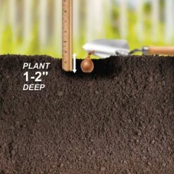 10/25mm, Yellow Stuttgarter Onion Sets For Planting (1 Lbs. Bag) -Garden State Bulb garden state bulb vegetables ecs 31 01 01 fa 1000