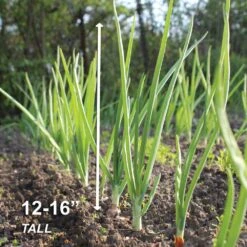 10/25mm, White Snowball Onion Sets For Planting (1 Lbs. Bag) -Garden State Bulb garden state bulb vegetables ecs 32 01 01 44 1000