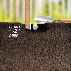 10/25mm, White Snowball Onion Sets For Planting (1 Lbs. Bag) -Garden State Bulb garden state bulb vegetables ecs 32 01 01 fa 1000