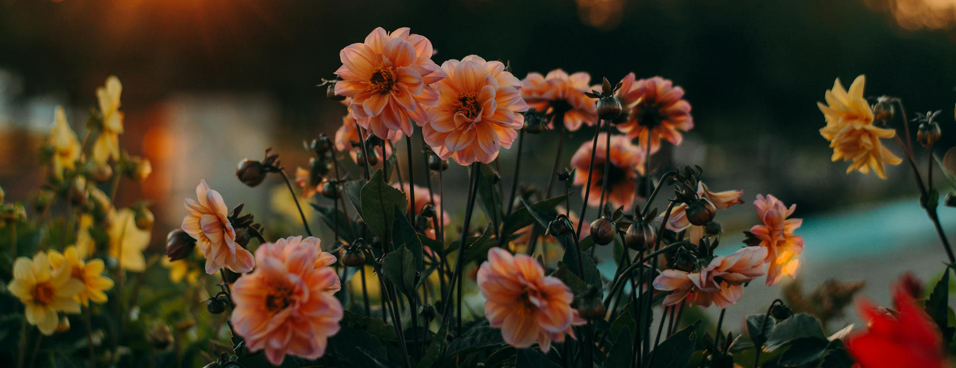 Garden State Bulb 1 Garden State Bulb -Garden State Bulb pexels iriser 1408199